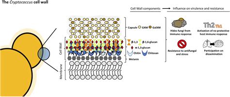 What Is The Composition Of Yeast Cell Walls at Scott Tate blog