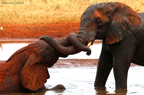 Elephants are known to be able to develop strong and intimate bonds ...