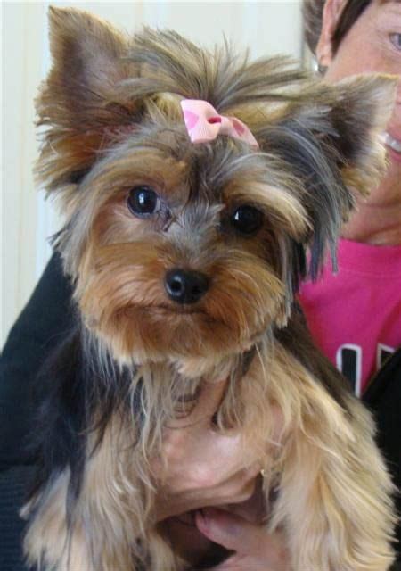 Top 35 Latest Yorkie Haircuts Pictures - Yorkshire Terrier Haircuts