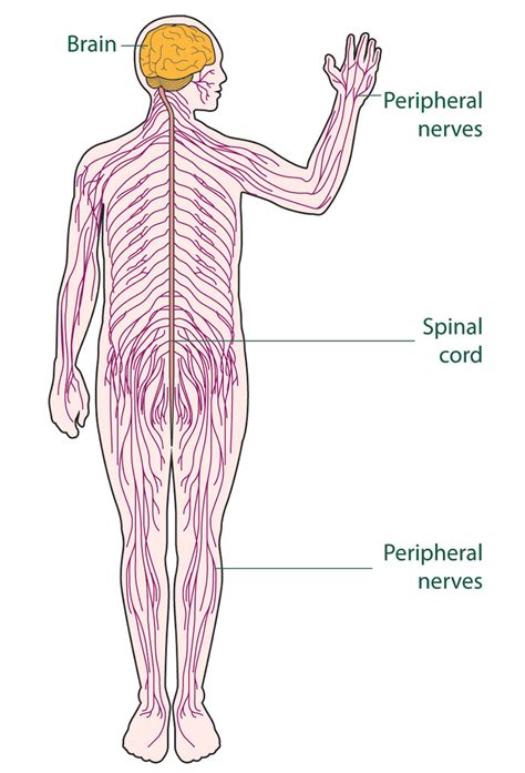 Central Nervous System Drawing at GetDrawings | Free download