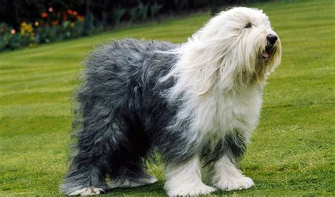 English Sheepdog Dog Breed Information