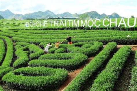 ĐỒI CHÈ TRÁI TIM LOVE MỘC CHÂU - DU LỊCH MỘC CHÂU MỘC