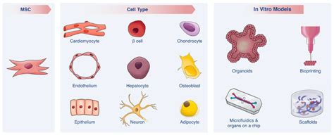 Biomolecules | Free Full-Text | Mesenchymal Stem Cells as a Promising ...