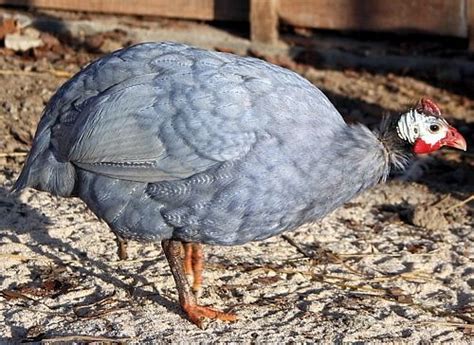 Guinea Fowl Colors : 7 Types Guinea Fowl With Various Beautiful Colors