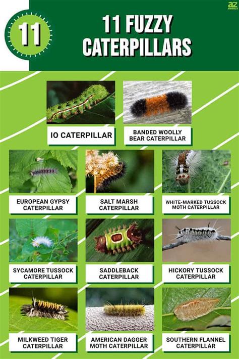 Free Printable Caterpillar Identification Charts [PDF]