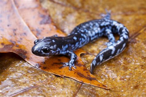 Blue tickles | Spotted salamander, Amphibians, Reptiles and amphibians