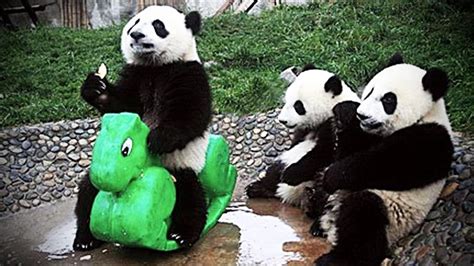 Cute Baby Panda Playing