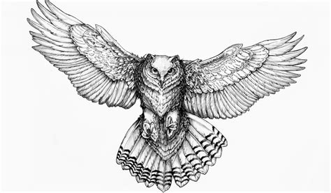 Flying Owl Sketch at PaintingValley.com | Explore collection of Flying ...