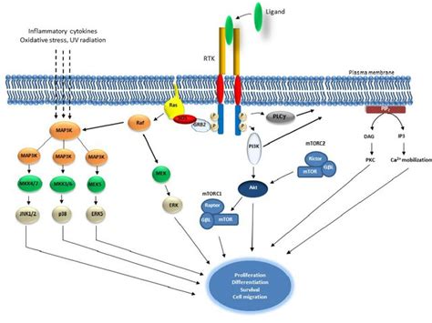 Receptor Tyrosine Kinase - Creative Diagnostics