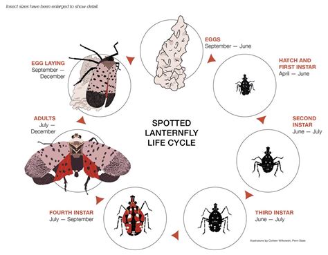 CT Spotted Lanternfly