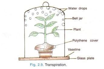 transpiration experiment - cameroongcerevision.com