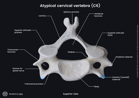 Cervical vertebrae | Encyclopedia | Anatomy.app | Learn anatomy | 3D ...