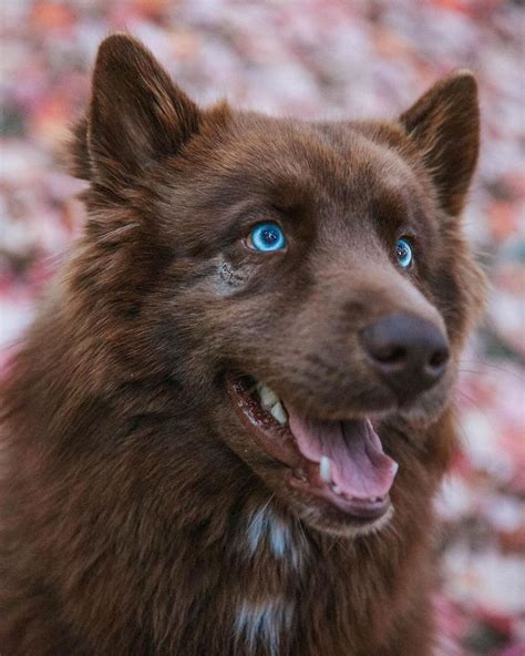 Este husky siberiano marrón es uno de los más hermosos de Instagram