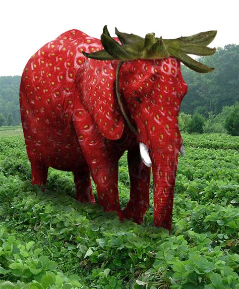 Strawberry elephant hiding in field | Arabic Strawberry Elephant | Know ...