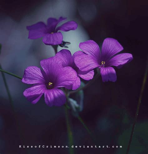 Free Purple Flowers, Download Free Purple Flowers png images, Free ...