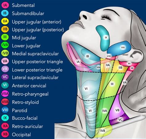 Lymph Nodes Diagram Neck