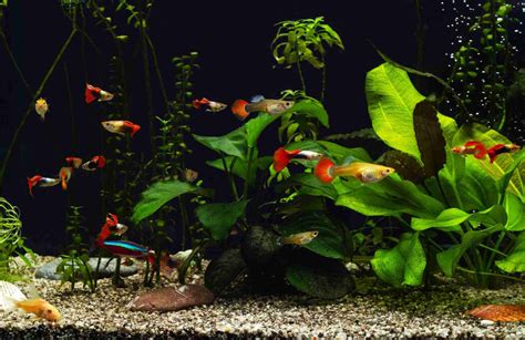 How Many Guppies In A 10 Gallon Tank? Tank Conditions & More