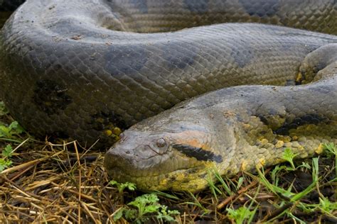 Amazon Snake Bigger Than Anaconda