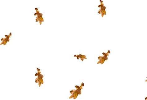 Free Falling Leaves Overlay Png