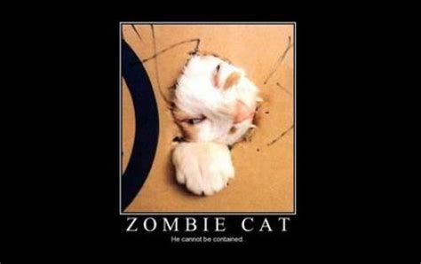 25 funny cat pictures with captions | EntertainmentMesh