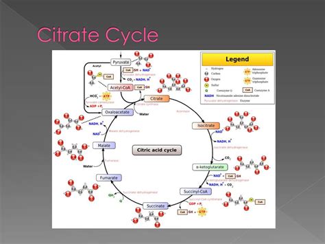 PPT - Citrate Cycle PowerPoint Presentation, free download - ID:2041813