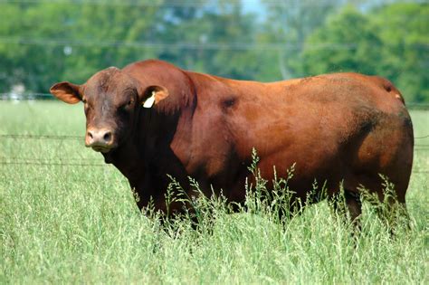 Beef Cattle Breeds Pictures Identification | Heat Tolerant, Tender Beef ...