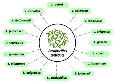 Lactobacillus Species as Probiotics: Isolation Sources and Health ...