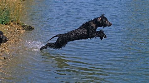 Discover the World of Irish Water Spaniels: A Comprehensive Guide ...