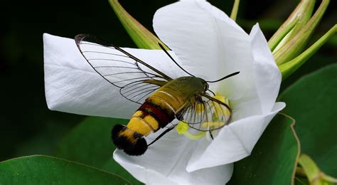 10 weird and wonderful wildlife of Australia