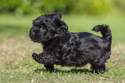 A black Havanese puppy ! | ..Explore:#376:2013-08-20 View Aw… | Flickr