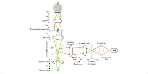 | Schematic of a reflected bright-field microscope. | Download ...