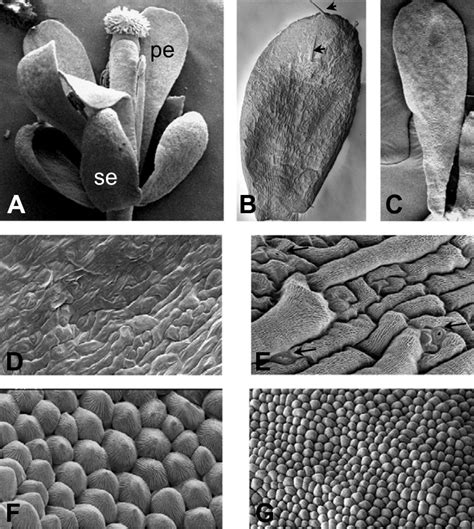 Sepal and petal cell types. Scanning electron micrographs (SEM) of ...