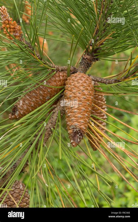 Scots Pine, Pinus sylvestris, female cones before opening, and needles ...