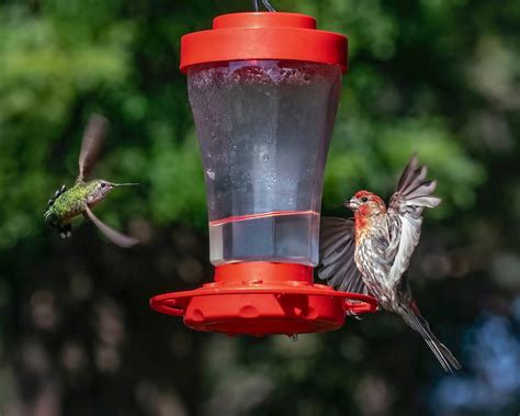 14 Questions About Hummingbird Feeders Answered by Experts - Birds and ...