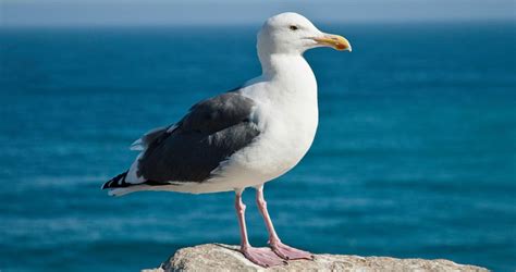 Western Gull Identification, All About Birds, Cornell Lab of Ornithology