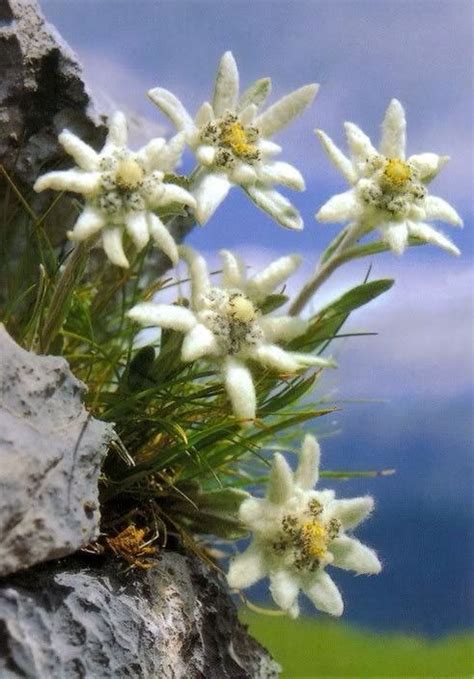 Edelweiss | Planting flowers, Flowers