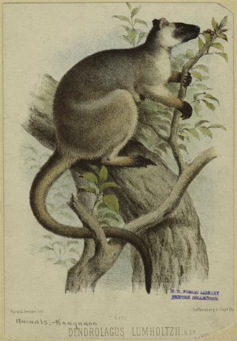 Wondiwoi tree kangaroo photographed after being thought extinct — Quartz