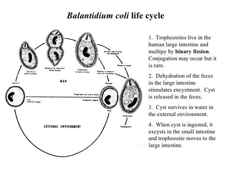 LIFE CYCLE OF BALANTIDIUM COLI PDF