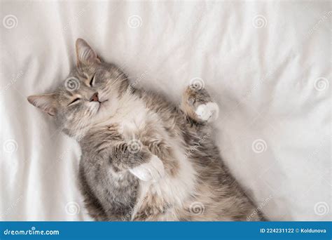 Cute, Fat Cat Sleeping, Lounging on the Bed, in the Summer Heat. Siesta ...