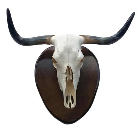 Authentic Spanish Fighting Bull Horns | Toroshopping