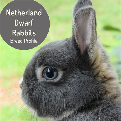 A Profile of the Netherland Dwarf Rabbit - PetHelpful