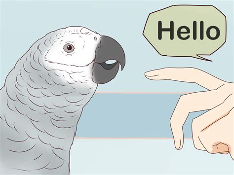 3 Ways to Raise an African Grey Parrot - wikiHow