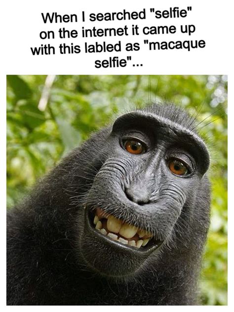 Macaque selfie? Really Funny Animal Memes, Funny Animals, Funny Jokes ...