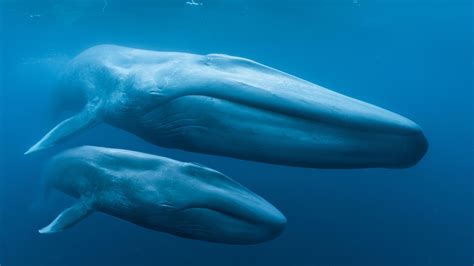 Blue Whales: Return of the Giants - Griffin Museum of Science and Industry