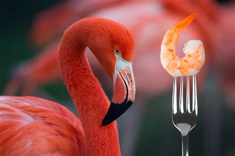 Why Are Flamingos Pink and What Does It Have to Do With Shrimp? - Wild ...