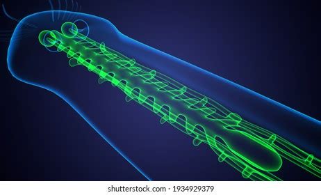 Planaria Flatworm Under Microscope 3d Illustration Stock Illustration ...