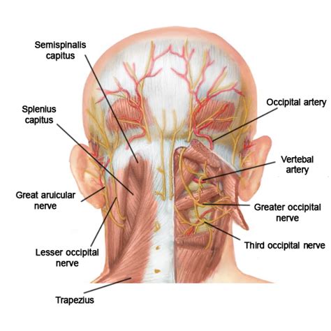 Occipital Nerve Ablation - Pain Spa