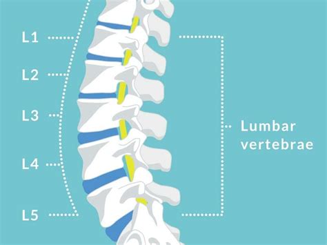 Bulging Disc L4/L5 Guide - treatment, causes and symptoms (2022)