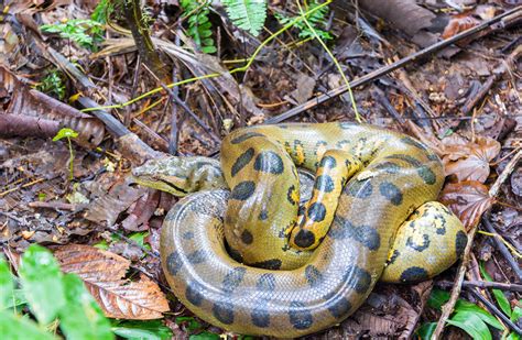 Largest Snake In The Amazon: Top 10 Anaconda Facts - Rainforest Cruises