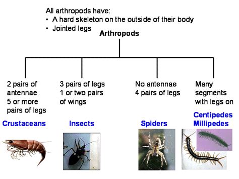 Arthropods - Tambopata